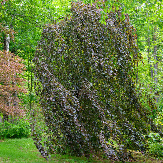 Fagus sylvatica 'Purple Fountain' (Purple Weeping Beech)
