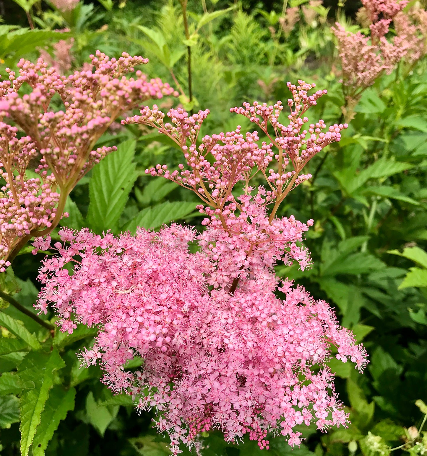 A perennial plant with vivid rose plumes in July and August, known as Filipendula rubra 'Venusta' or Queen of The Prairie.