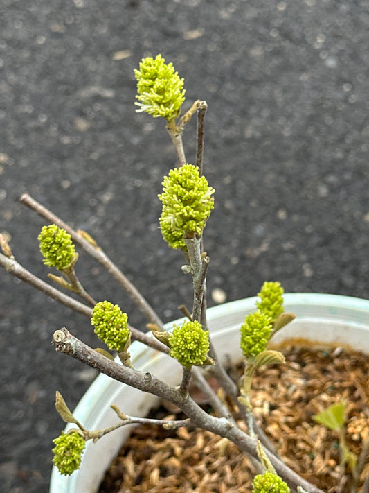 Close-up of a branch with green buds in a pot on a dark surface