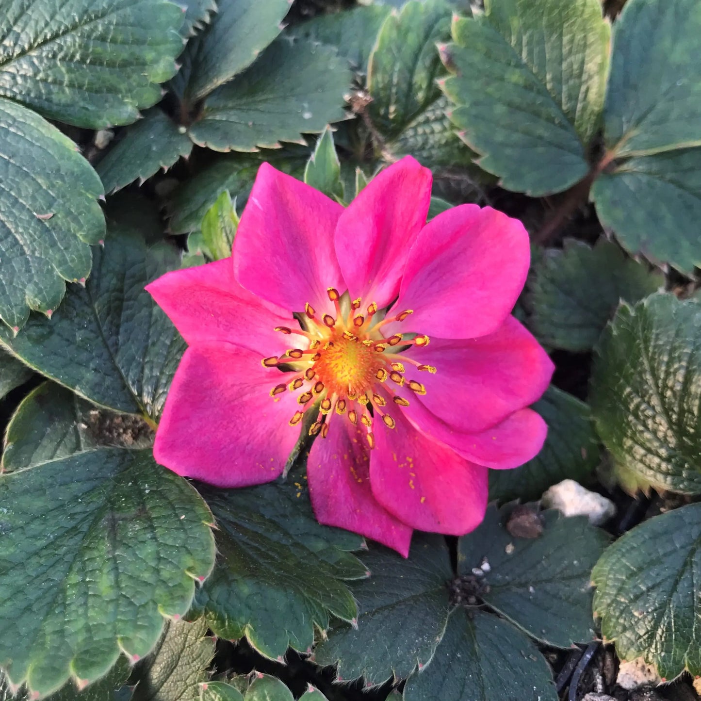 Fragaria x 'Lipstick'