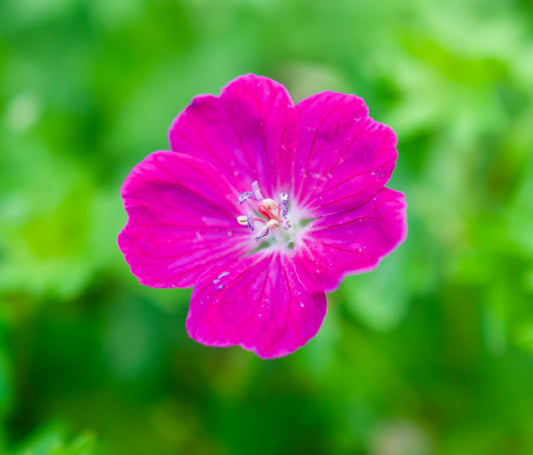 Geranium cinereum 'Carol'