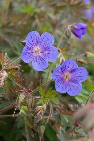 Geranium himalayense 'Kaya'