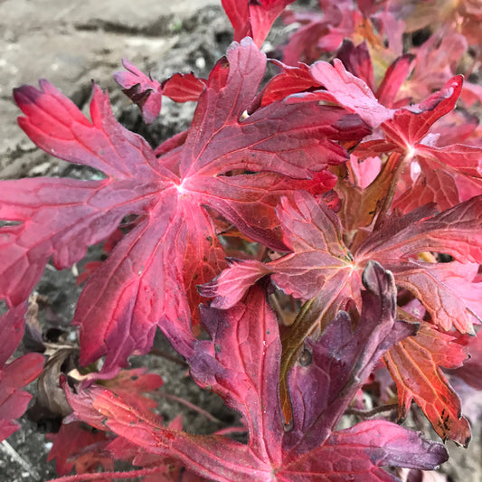 Geranium maculatum  'Crane Dance'