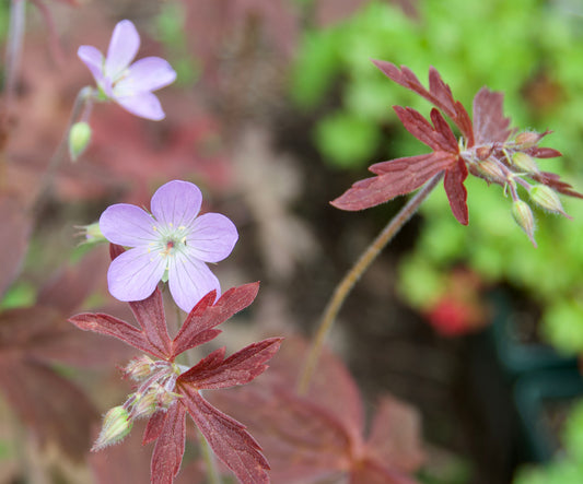 Geranium maculatum 'Espresso'