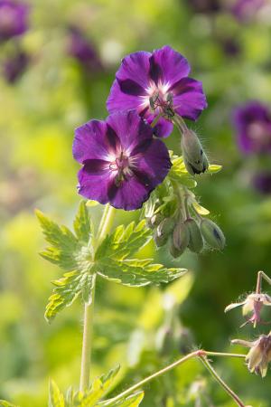 Geranium phaeum 'Raven'
