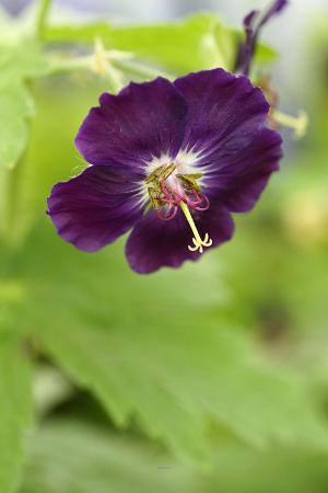 Geranium phaeum 'Raven'