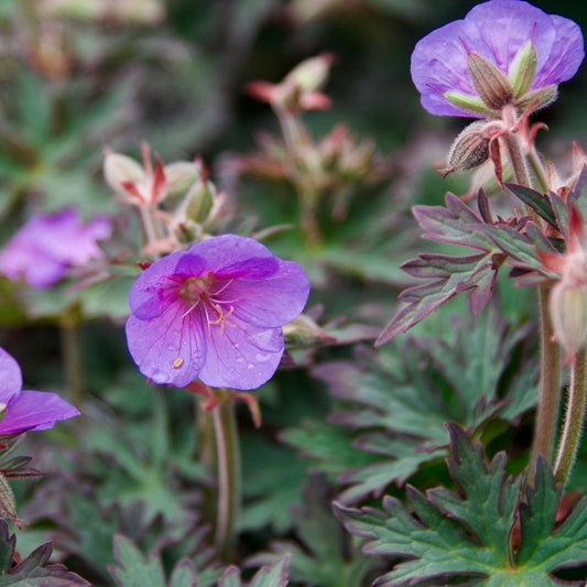 Geranium pratense  'Boom Chocolatta'