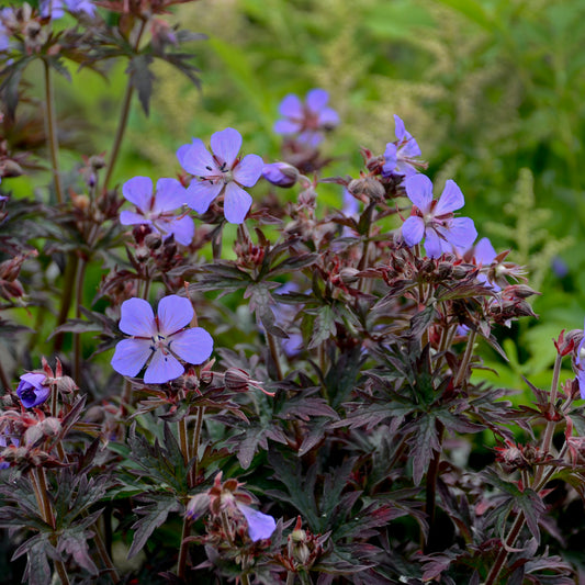 Geranium pratense  'Dark Reiter'