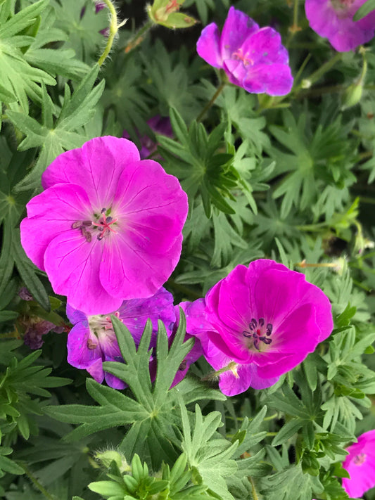 Geranium sanguineum