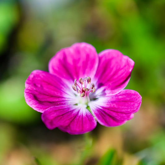 Geranium sanguineum  'Elke'