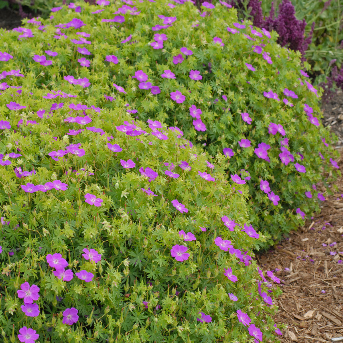 Geranium sanguineum 'New Hampshire Purple'