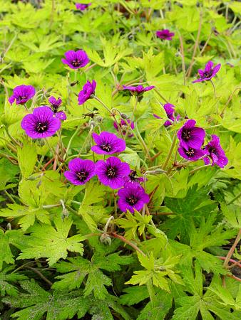 Geranium x 'Ann Folkard'