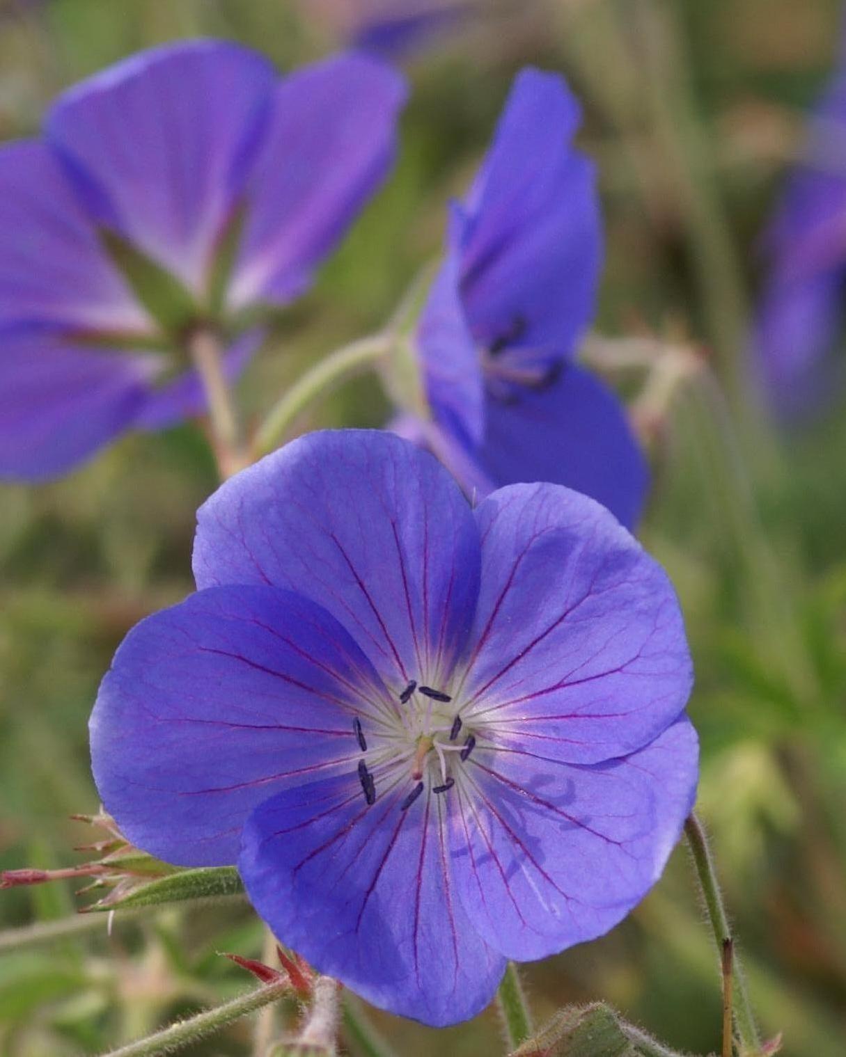 Geranium x 'Brookside'