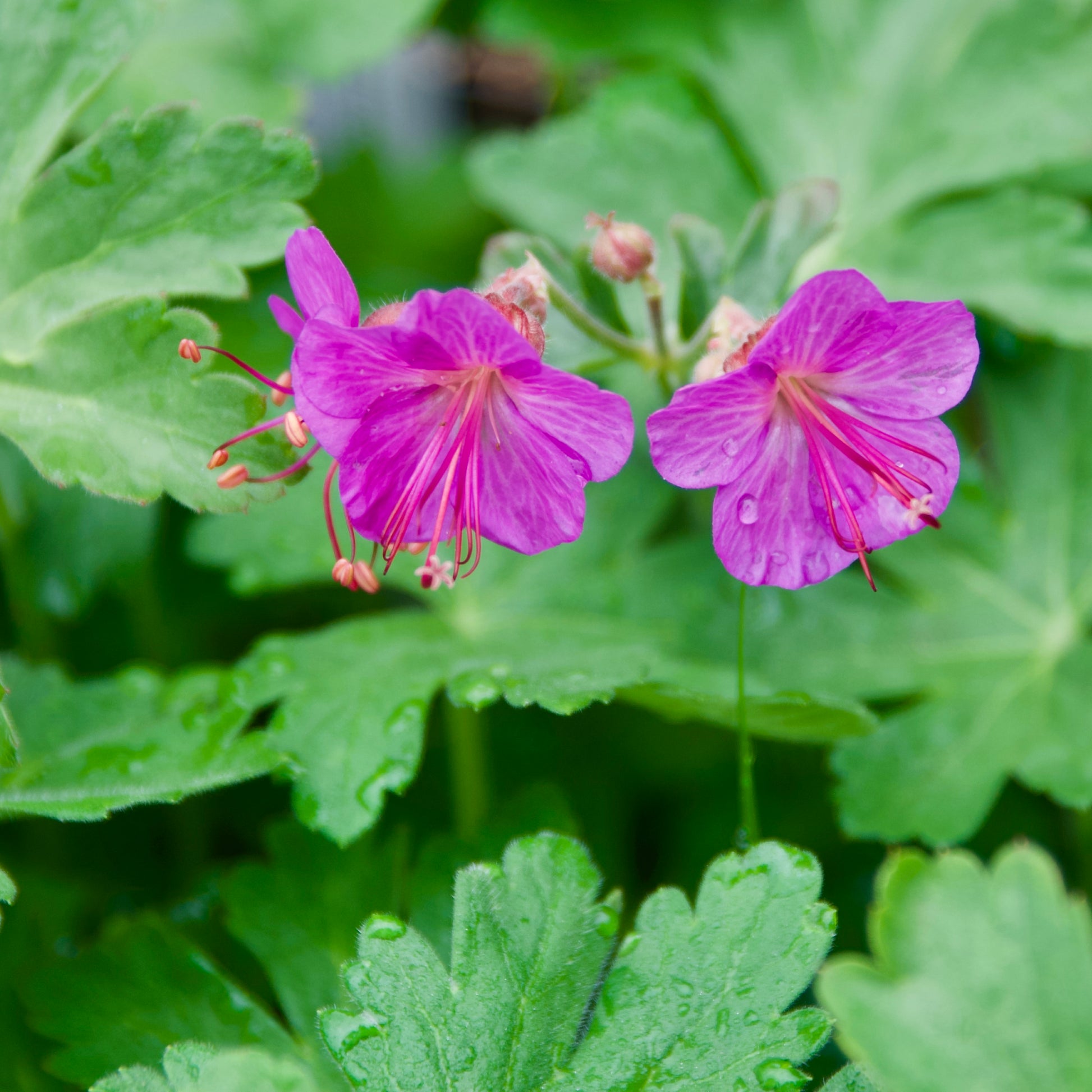 Geranium x cantabrigiense 'Karmina'