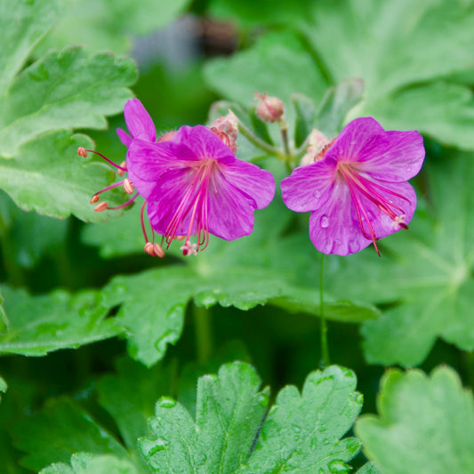 Geranium x cantabrigiense 'Karmina'