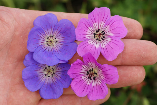 Geranium x  'Kelly-Anne'