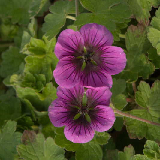 Geranium x  'Perfect Storm'