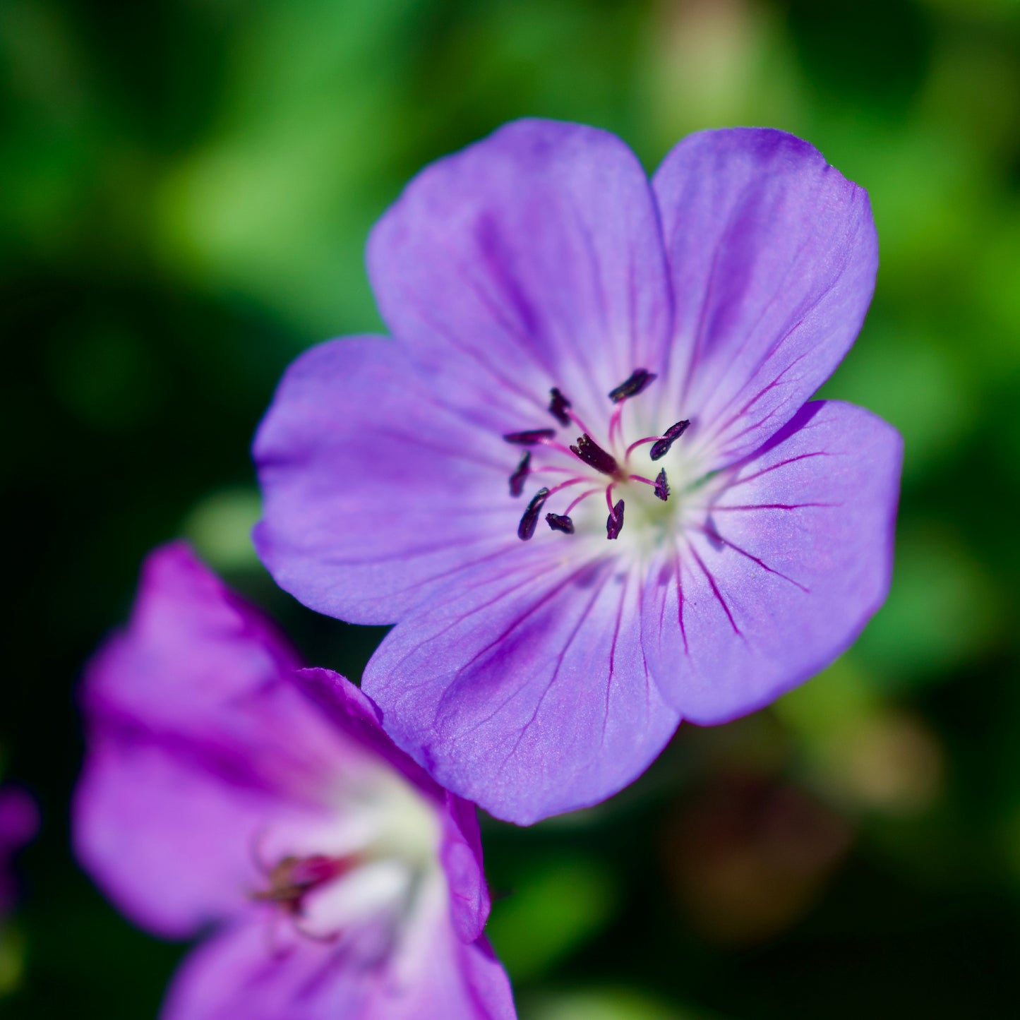 Geranium x 'Rozanne'