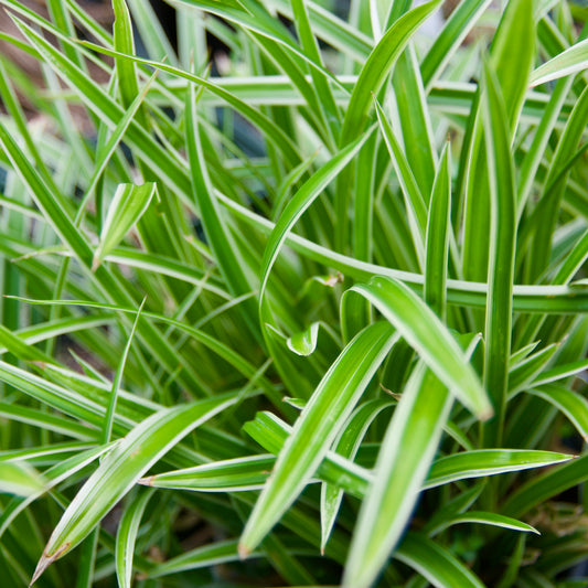 Carex morrowii `Aureovariegata'