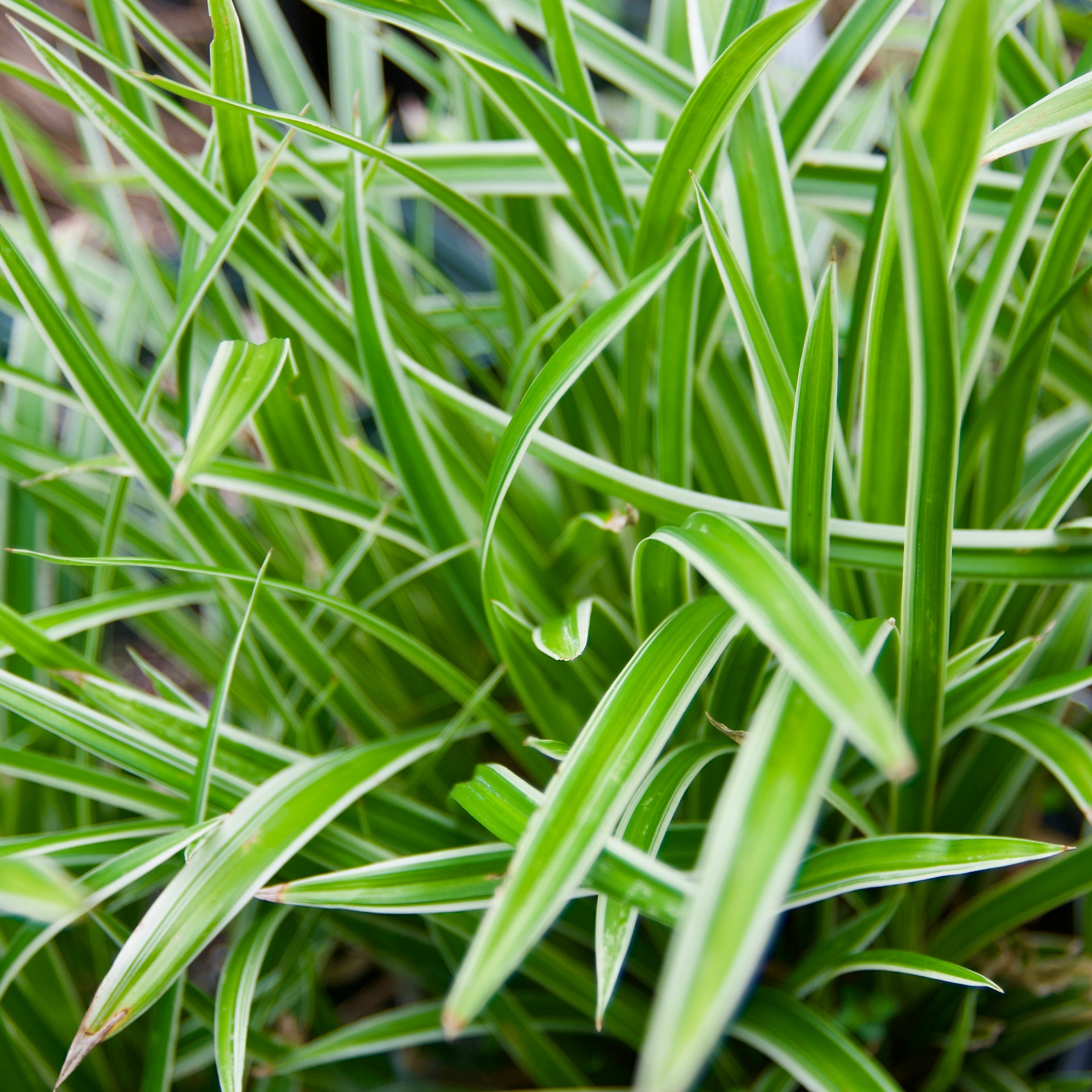 Carex morrowii 'Variegata' – Fieldstone Gardens Inc