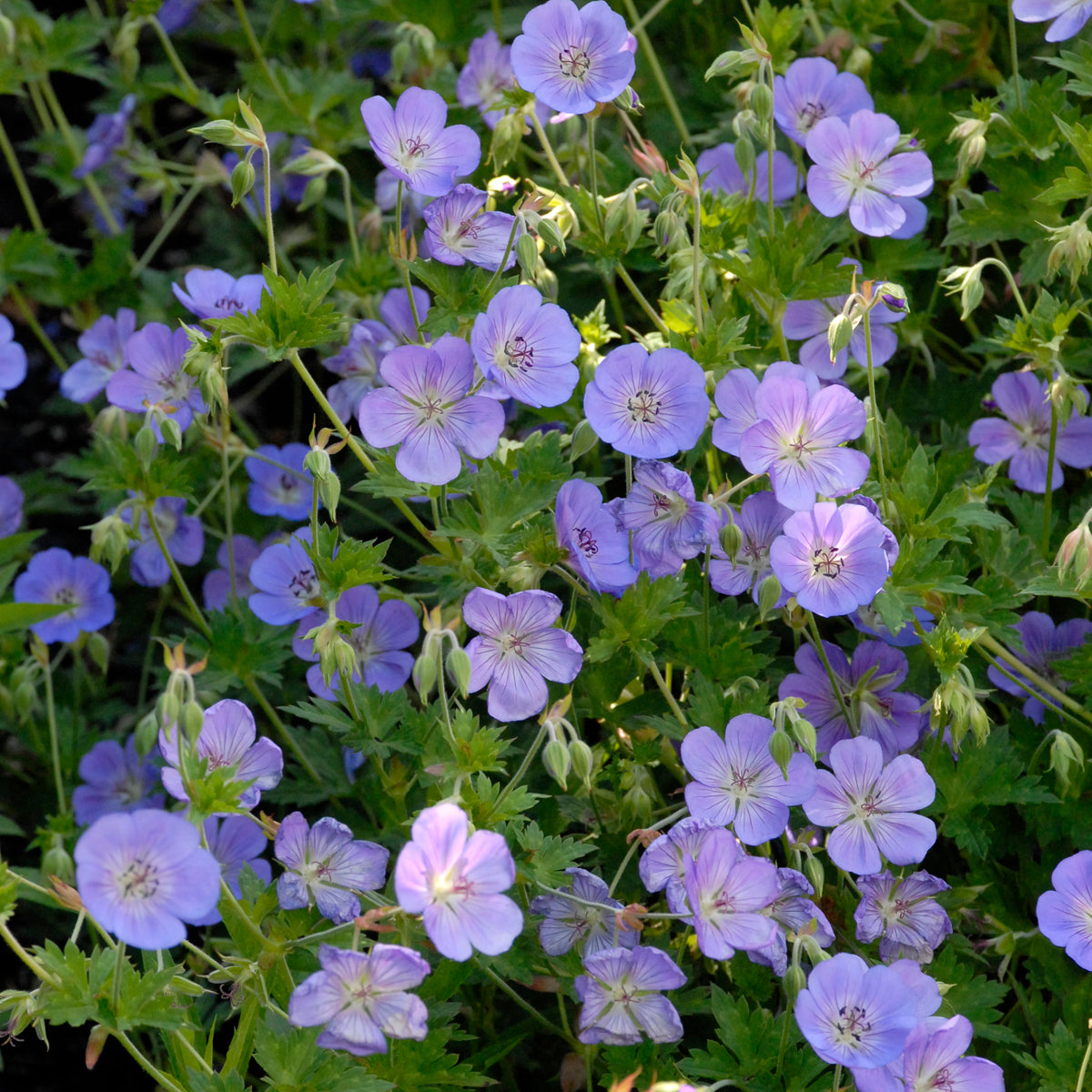 Geranium x 'Rozanne'