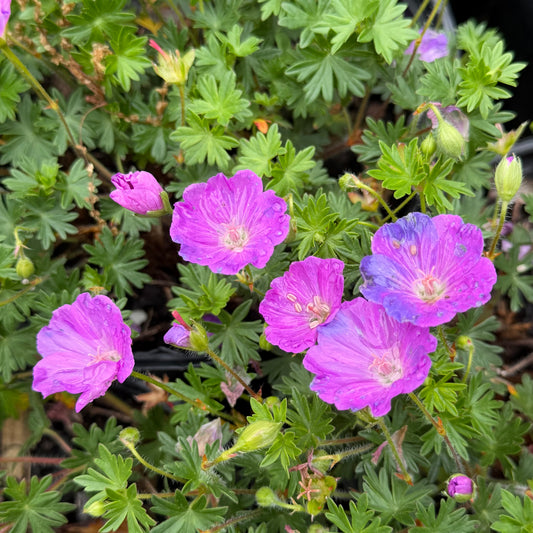 Purple flowers with green leaves in a natural setting
