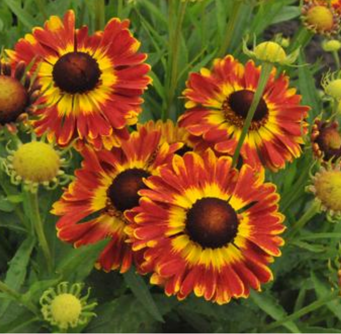 Helenium autumnale Mariachi™ 'Fuego'