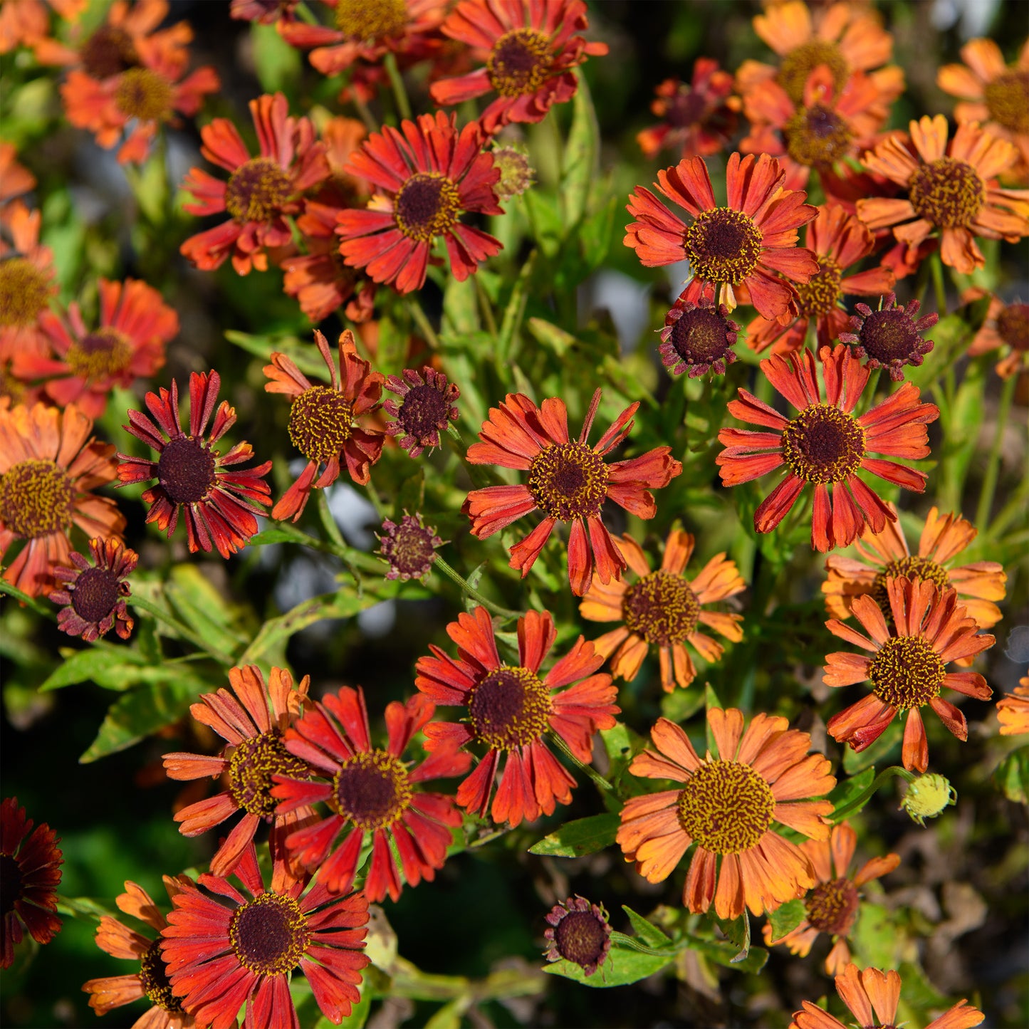 Helenium autumnale 'Siesta'