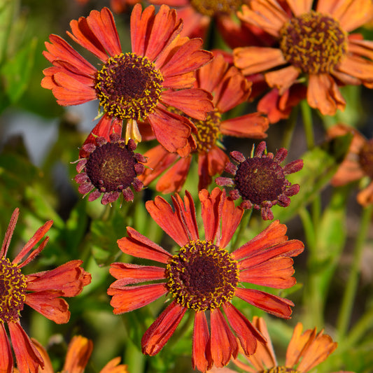 Helenium autumnale 'Siesta'