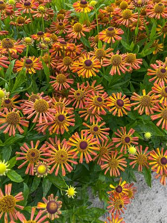 Helenium autumnale 'Tie Dye' (Sneezeweed)