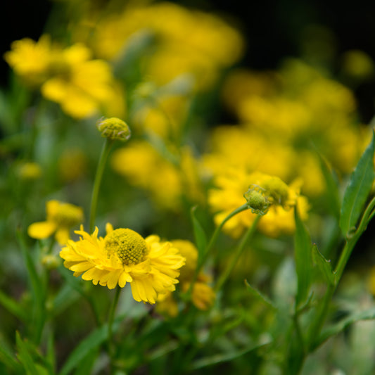 Helenium x 'Double Trouble'