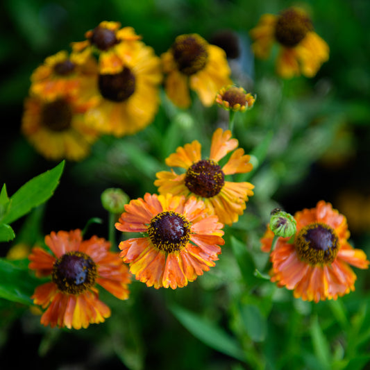 Helenium x 'Mardi Gras' (Sneezeweed)