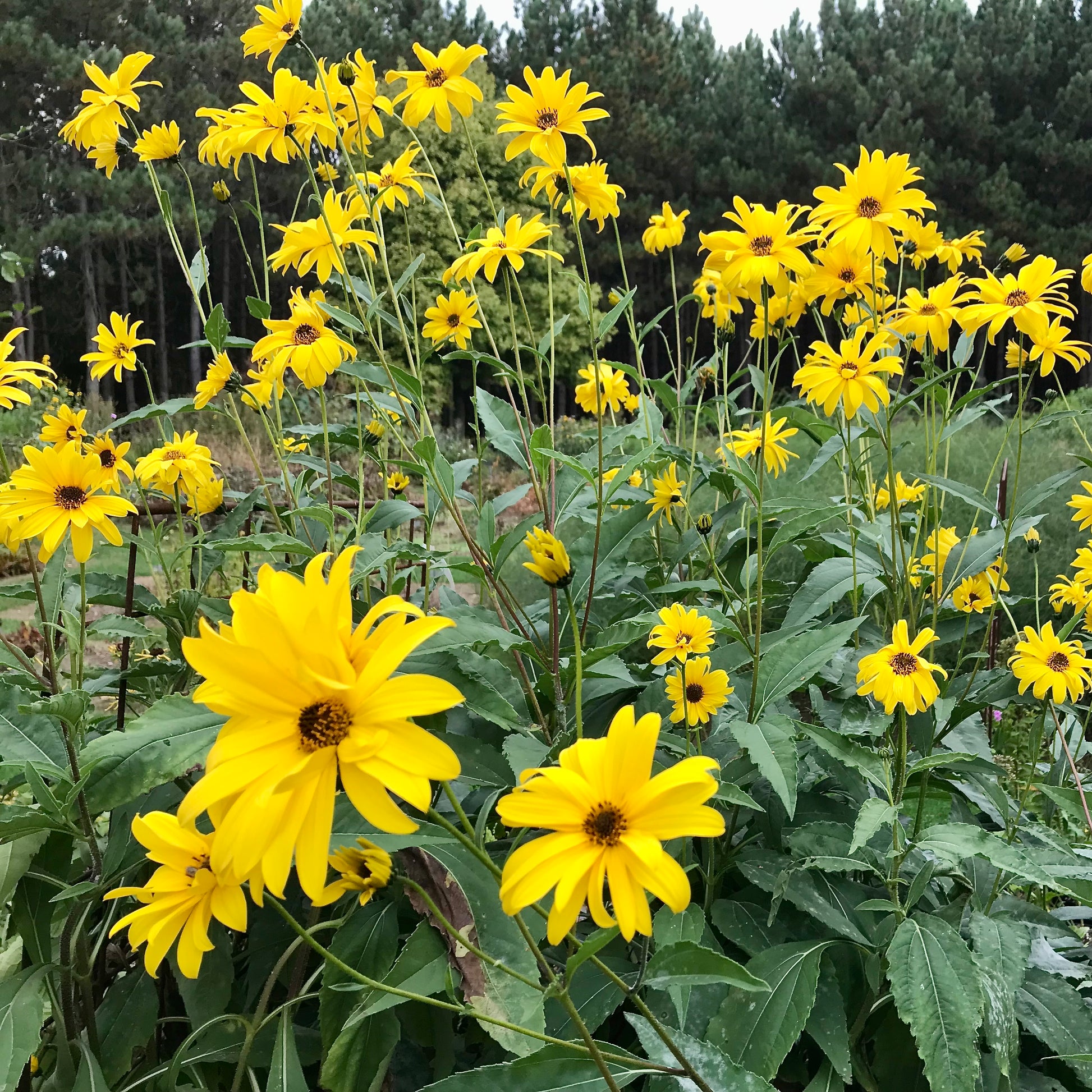 Helianthus atrorubens `Gullick's Variety