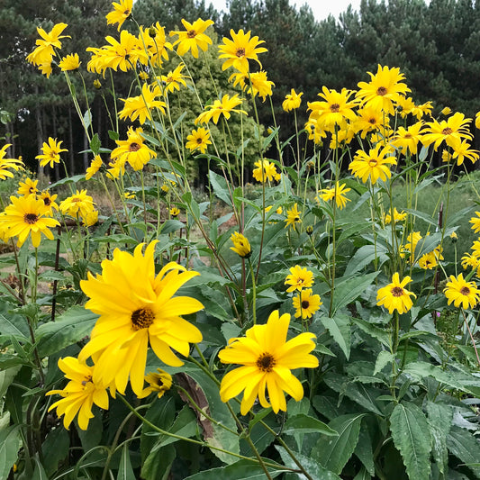 Helianthus atrorubens `Gullick's Variety