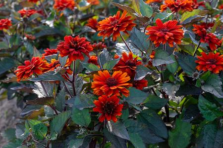 Heliopsis helianthoides 'Red Oriole' (False Sunflower)