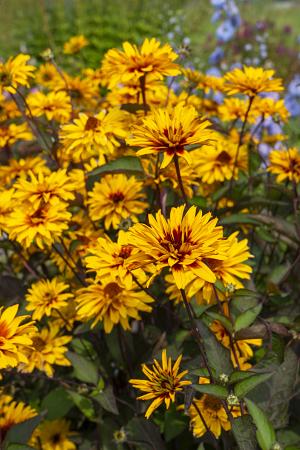 Heliopsis ‘Yellow Spider’ (False Sunflower)