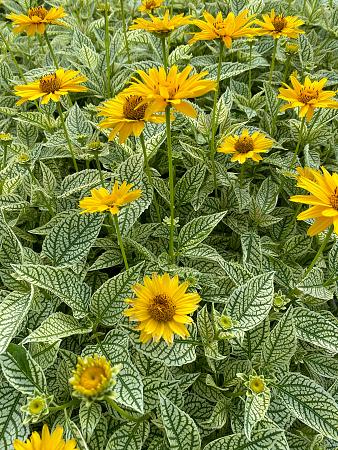 Heliopsis helianthoides 'Variegata Oriole' (False Sunflower)