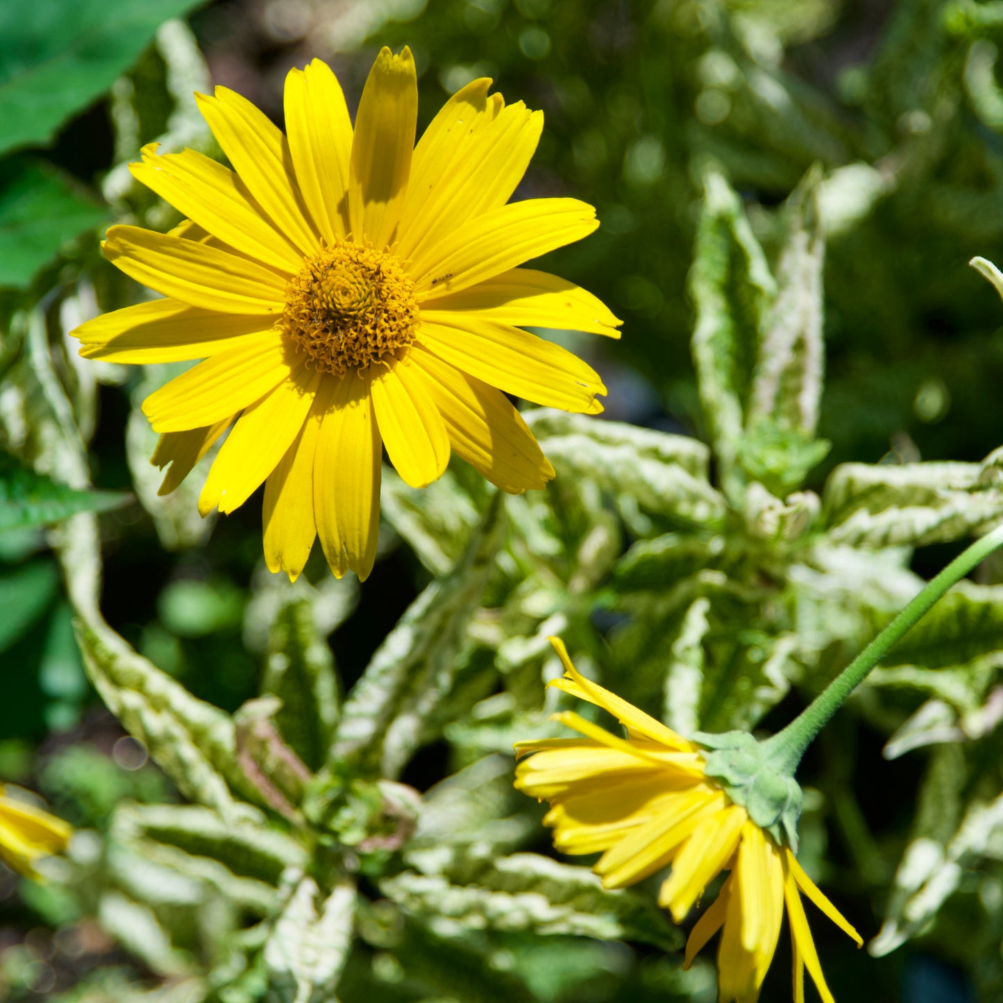 Heliopsis ssp. 'Loraine Sunshine'