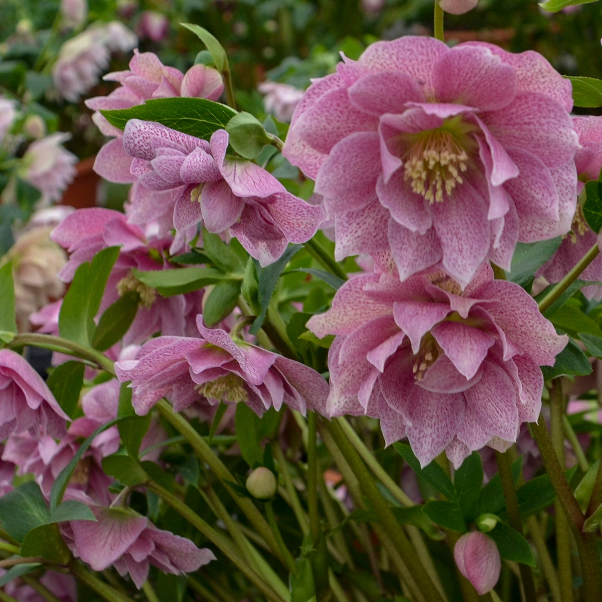 Helleborus x hybridus  'Wedding Crasher'