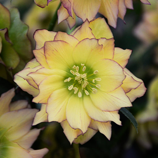 Helleborus x hybridus 'First Dance'