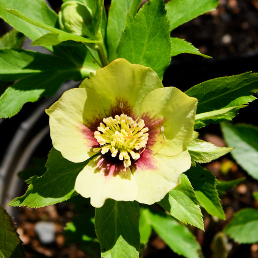 Helleborus x hybridus 'Irish Luck'