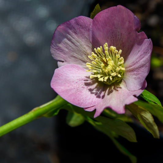 Helleborus x hybridus 'Paris in Pink'