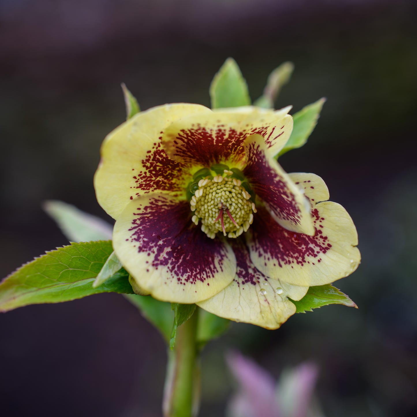 Helleborus x hybridus 'Rio Carnival'