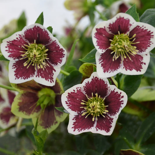 Helleborus x hybridus 'Romantic Getaway'