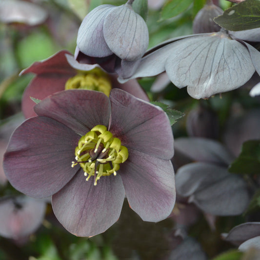 Helleborus x hybridus  'Vegas Nights'