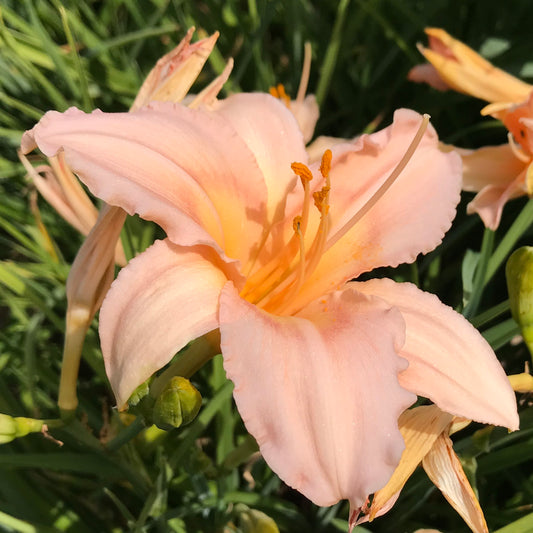 Hemerocallis 'Agnes of Glasgow'