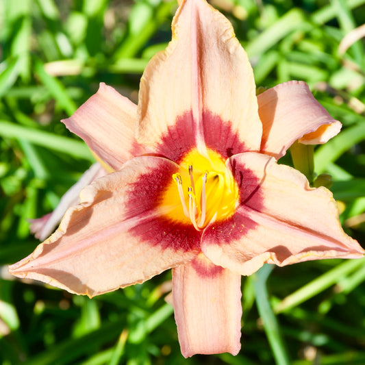 Hemerocallis  'Along the Way'