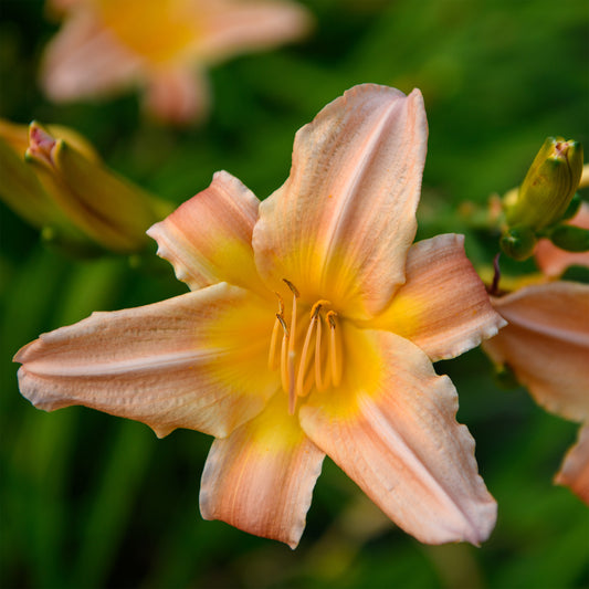 Hemerocallis 'Annie Welch'
