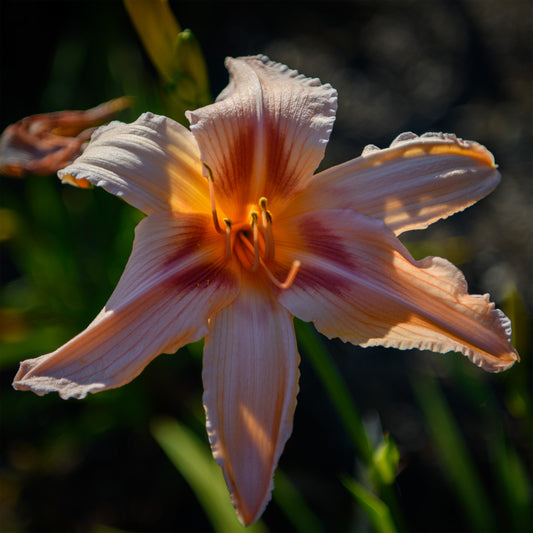 Hemerocallis 'Better Believe It'