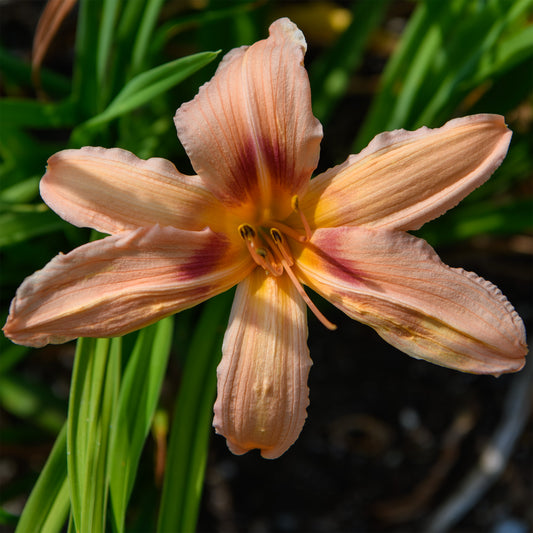 Hemerocallis 'Better Believe It'